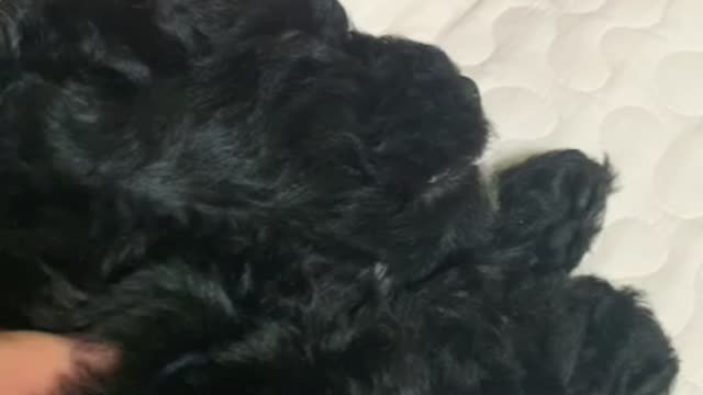 A dog that sleeps while talking