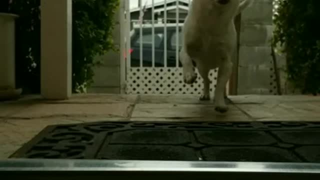 White dog runs into house from outside