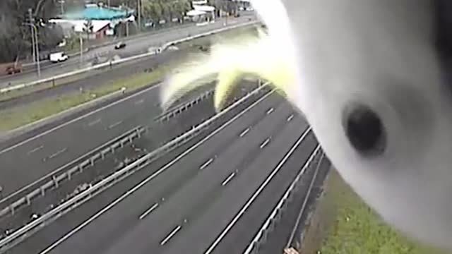 A Curious Cockatoo is Caught on Police Speed Camera