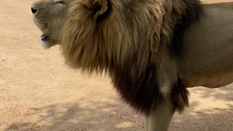 The King Lion`s Roar,Very Close View