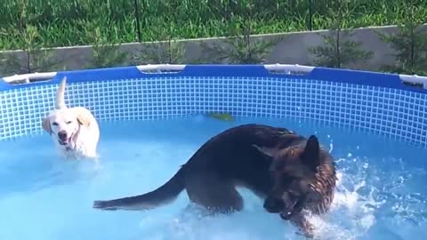 Un chien entrain de nager Piscine pour chiens