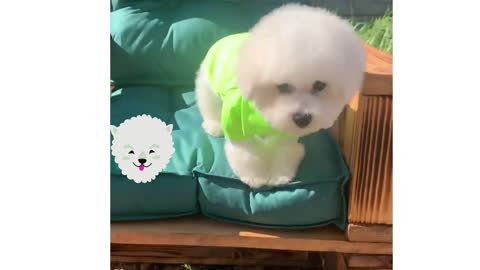 Baby Bichon Frize