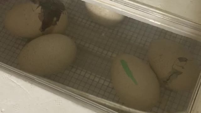 Royal Palm Hatching