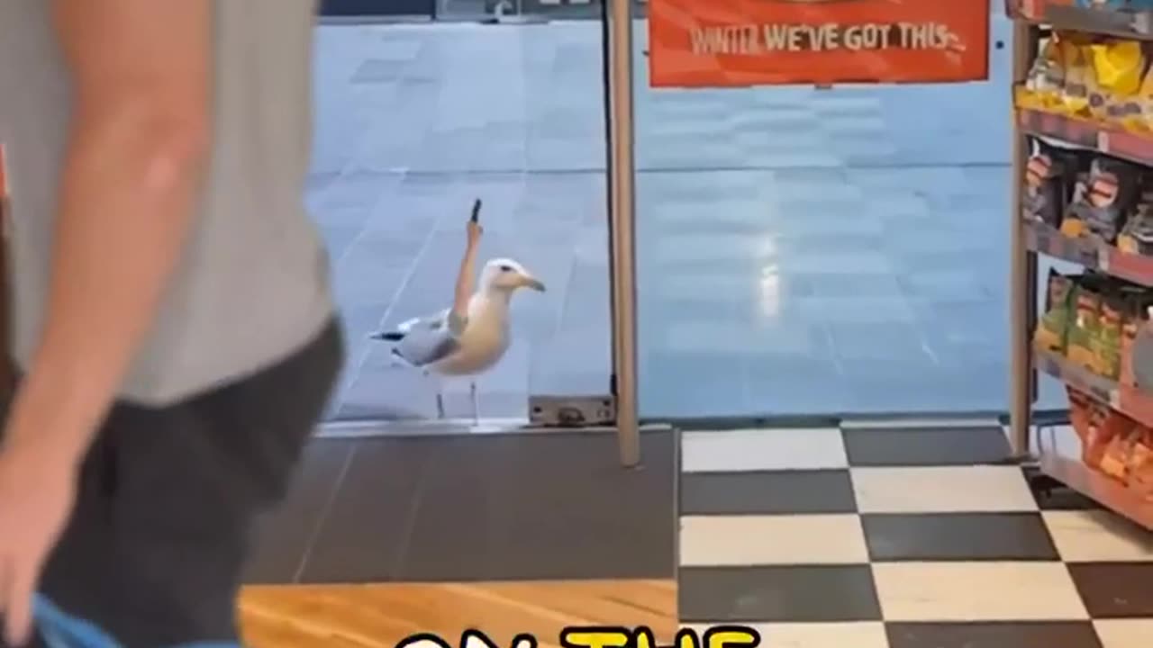 🕊️🍽️ Wildlife | "Seagull Got to Eat Any Way Possible" - Resourceful Dining | FeedingFrenzy | FunFM