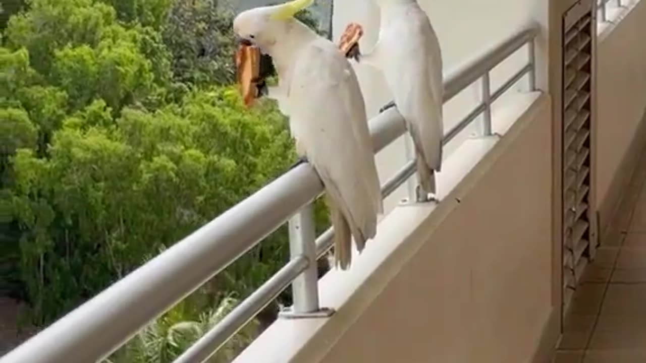 Cockatoos Living The Dream