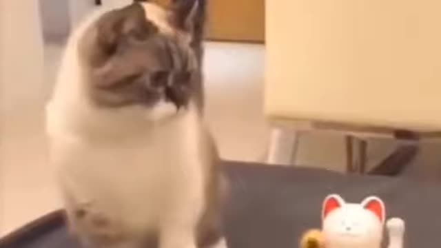 Cats are so funny / viral cat video/ pets