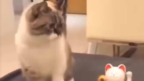 Cats are so funny / viral cat video/ pets