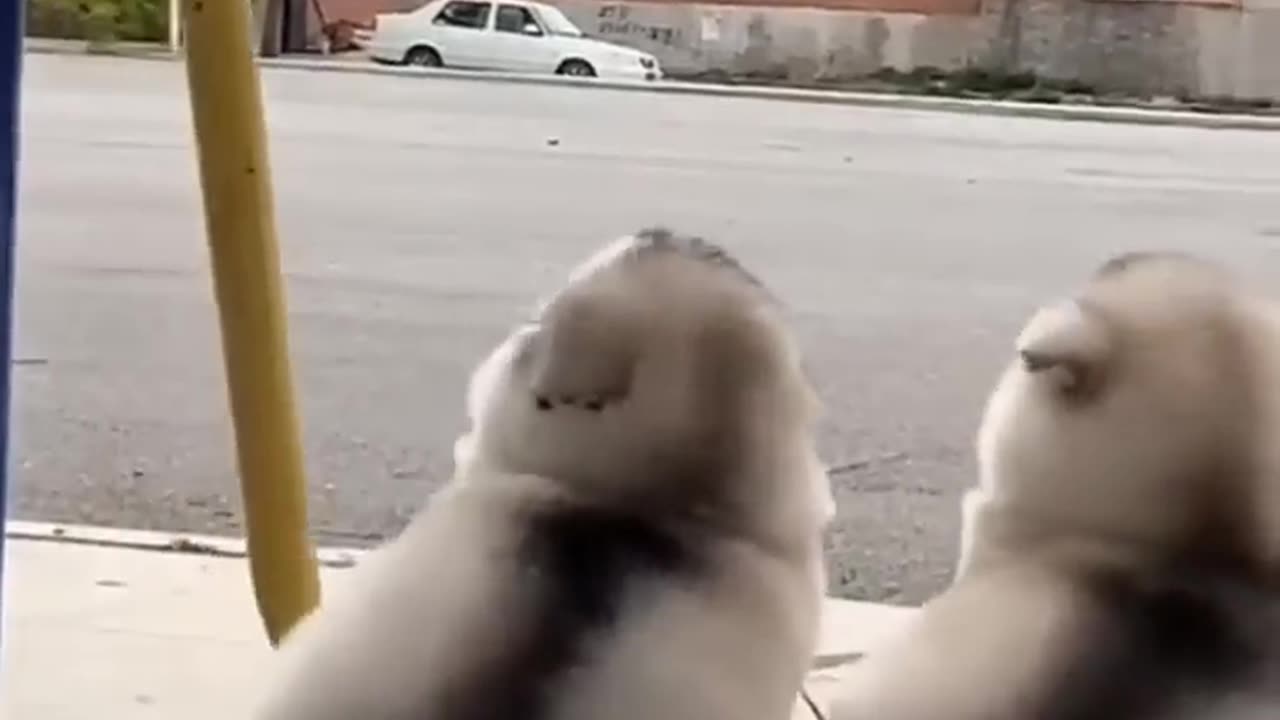 Cute Alaskan malamute puppies