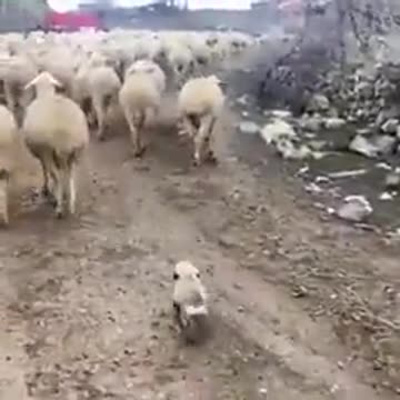 The first day of work of the baby shepherd