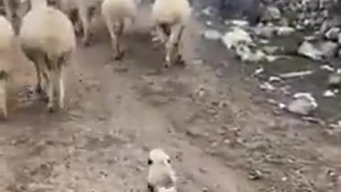 The first day of work of the baby shepherd