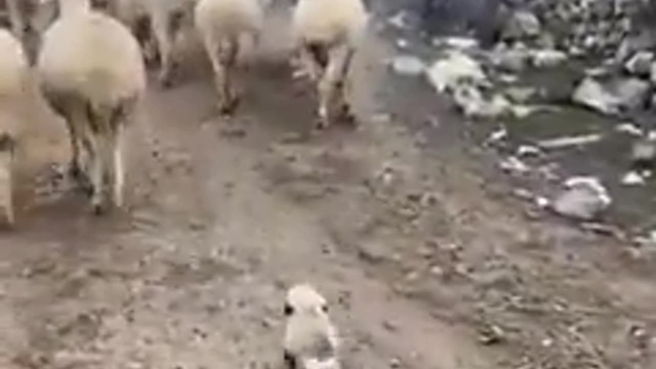 The first day of work of the baby shepherd