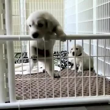 Cute puppy going little adventure🐶