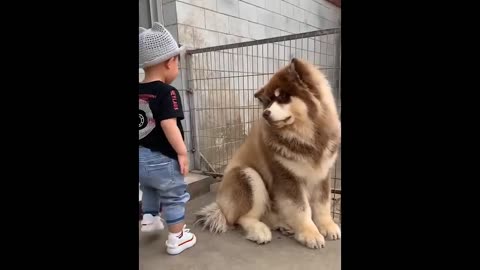 Mostly Viral Funny animals video ll new Viral animals video