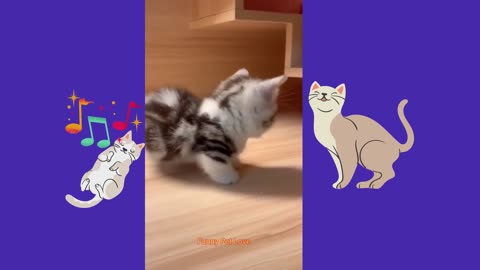 🤣 Funniest 😻 Cats 🐱 🐶
