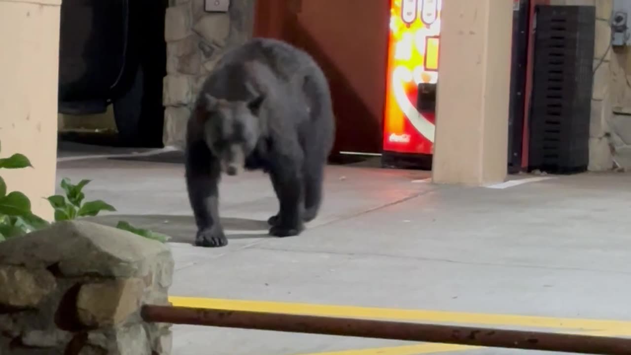 Man Encounters Black Bear in Parking Lot