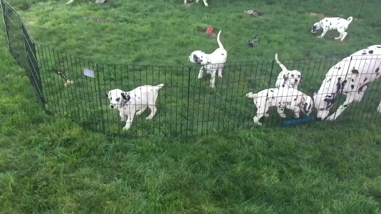 Dalmatian family plays together in slow motion