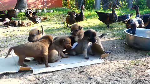 puppies crying out loud for Mama