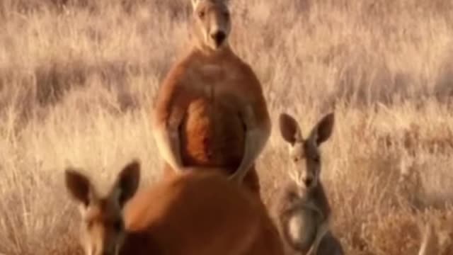 Do you see the muscle of the kangaroo? He is a good boxer