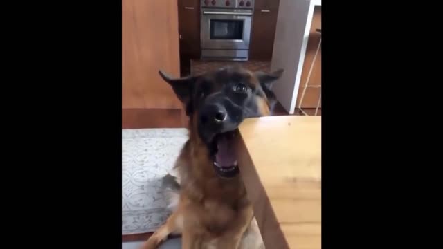 the funniest pet videos