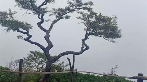 Tree that clings to the sky