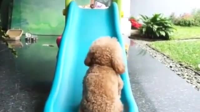 Funny Dog Videos 2021 It's time to LAUGH with Dog's life290