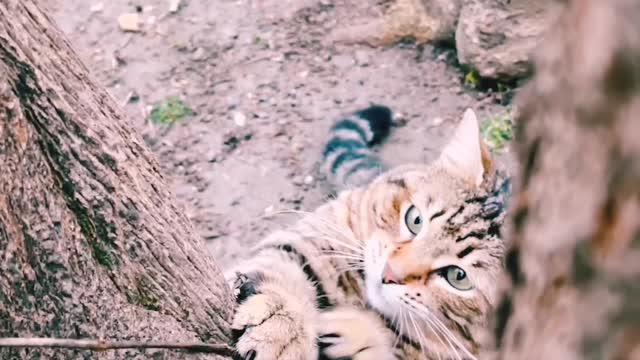 Lovely cat tiger