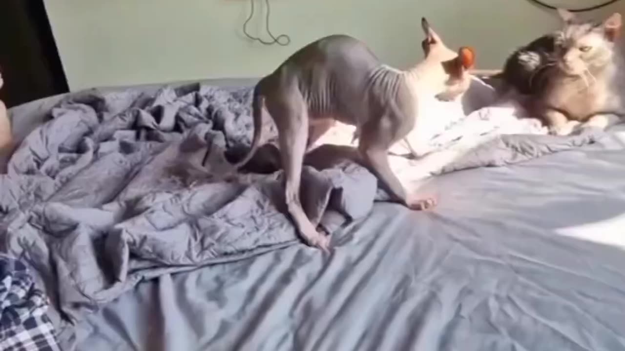 Funny Animals Videos 😂