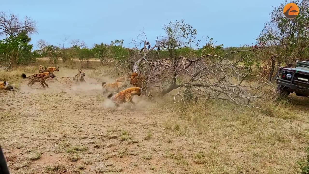Dramatic Rescue by Hyenas after a Lion Catches one