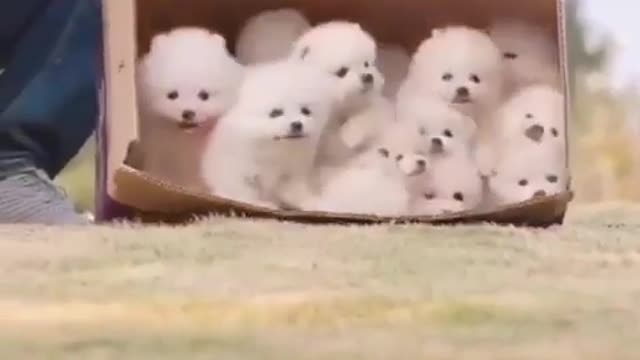 Some Pretty Dogs Playing