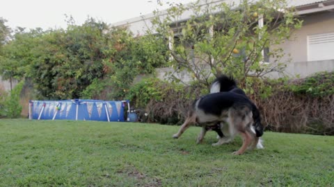 2 Dogs playing