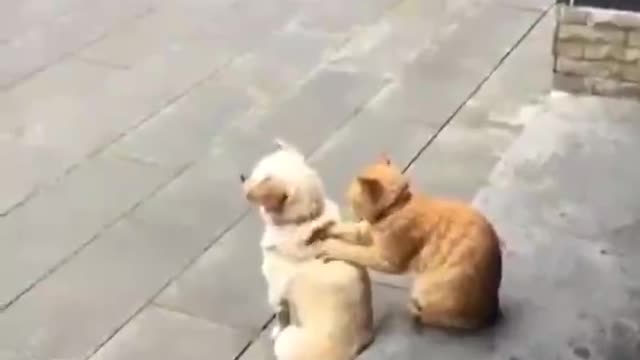 This cat is a professional masseuse.