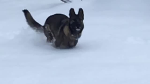 SLO MO dog in the snow