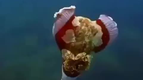 Amazing undiscovered octopus