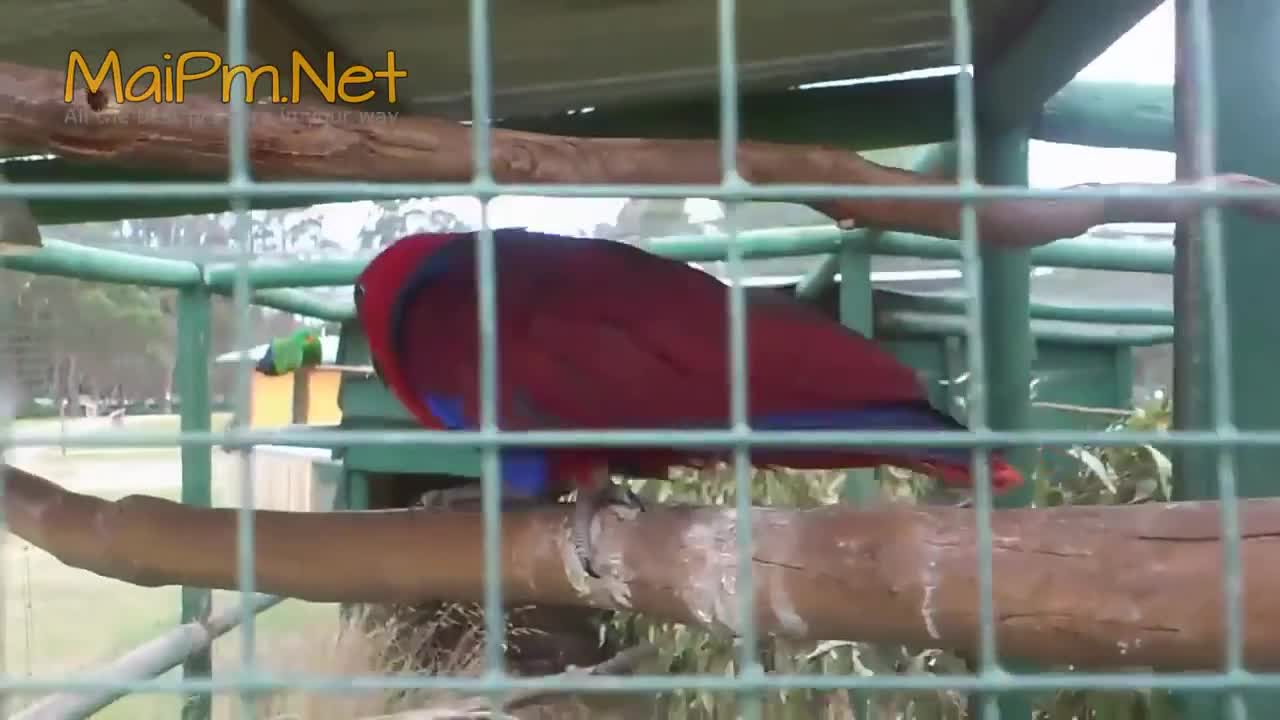 Funny Parrot - A Cute Funny Parrots Talking Videos Compilation --NEW HDp6