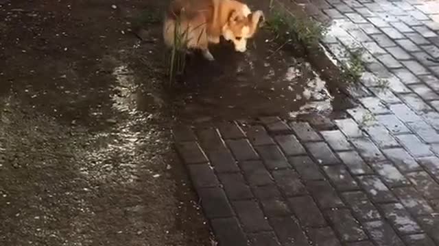 Can't stop laughing cats and dogs🐈😺 Cute #105💋🥺