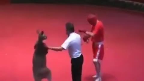 BOXER fights a KANGAROO! Who will win'?