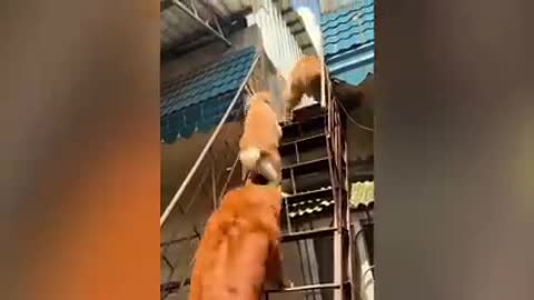 Dog funny activities