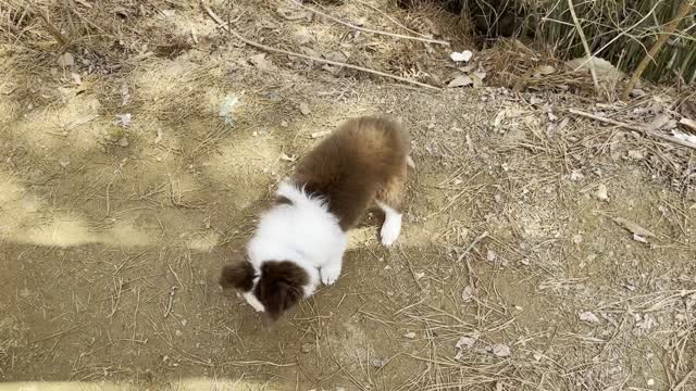 Border Collie playing in the mountains