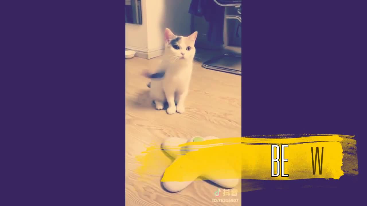 Cute Cat And Kittens Compilation