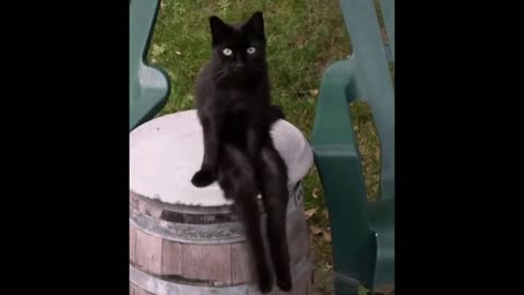 Black cat sitting gif video