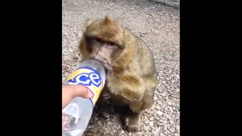 A CUTE MONKEY DRINKING WATER FROM A BOTTLE