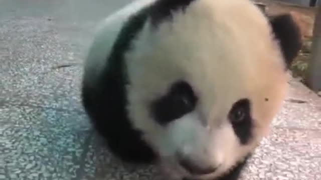 Little Baby Panda