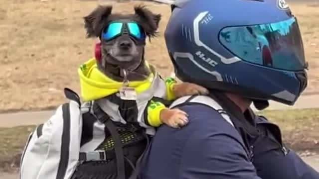 funny|prank|jokes|funny jokes|dad jokes|funny memes|funny video|fun|laughing|funny animal|knock