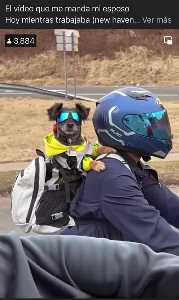 funny|prank|jokes|funny jokes|dad jokes|funny memes|funny video|fun|laughing|funny animal|knock