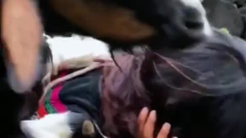 Veja o que ela fez para ajudar seu pet