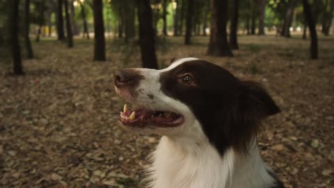 Smiling dog in a forest