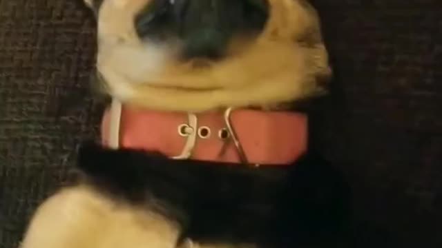 Batdog two