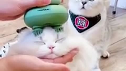 Pampering time!!! Head Massage! 😻