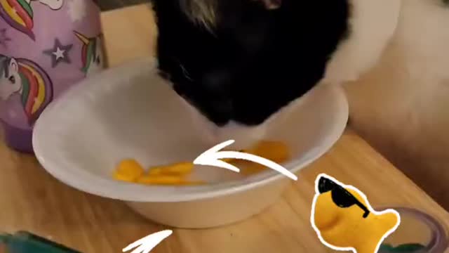 Oreo steals goldfish crackers