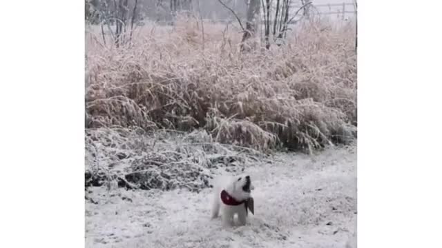 pups first time in the snow